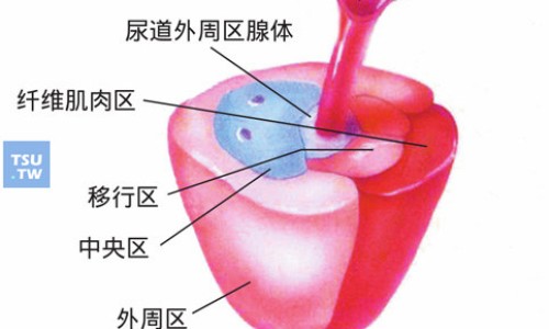五味子副作用及禁忌症、五味子有什么副作用吗? -五味子有什么副作用吗网