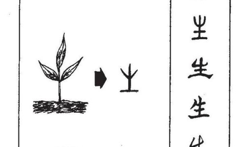 五味子副作用及禁忌症-五味子副作用及禁忌症、五味子有什么副作用吗? -五味子有什么副作用吗网